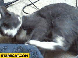 Cat kicking his own head GIF animation fail
