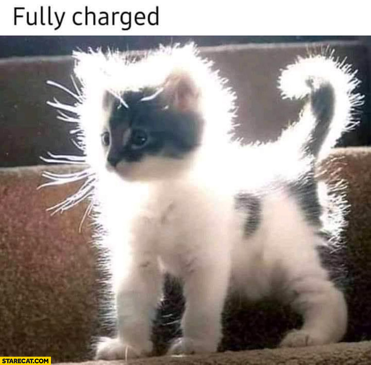 Cat kitty kitten fully charged
