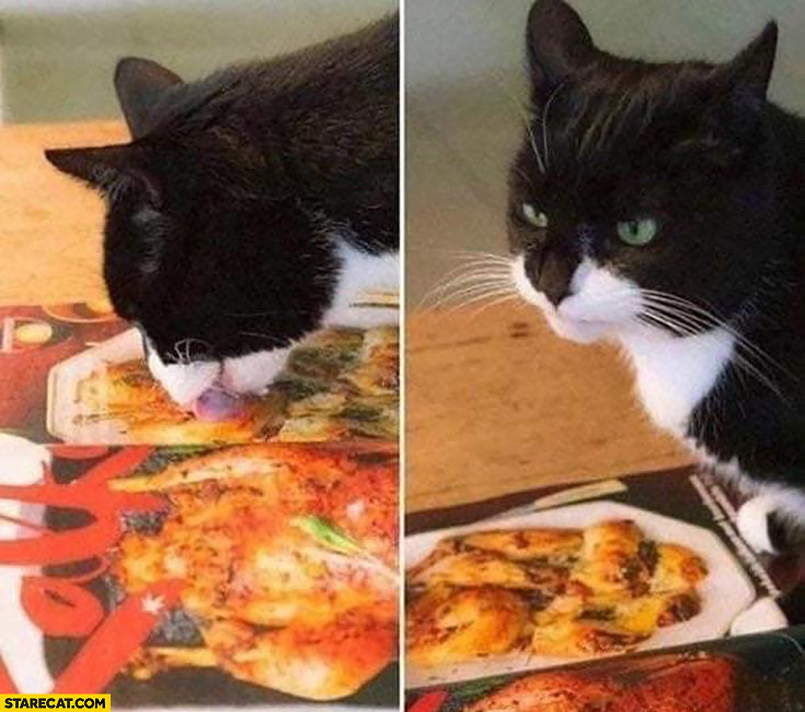 Cat licking printed meat disappointed it does not taste good