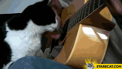 Cat listening to guitar GIF animation