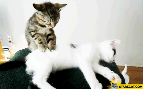 Cat massaging other cat GIF animation