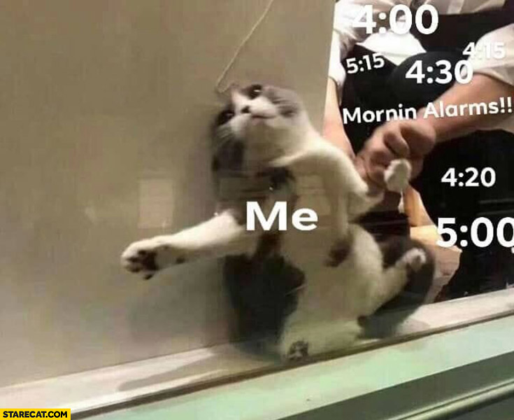 Cat me vs morning alarms