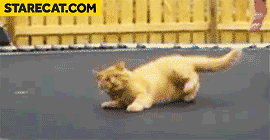 Cat on a trampoline