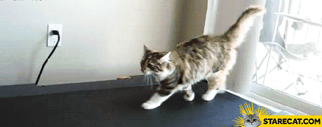 Cat on a treadmill GIF animation