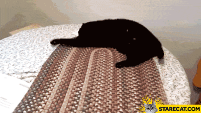 Cat on table catastrophe GIF animation