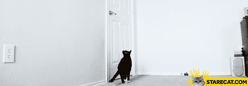 Cat opening doors GIF animation