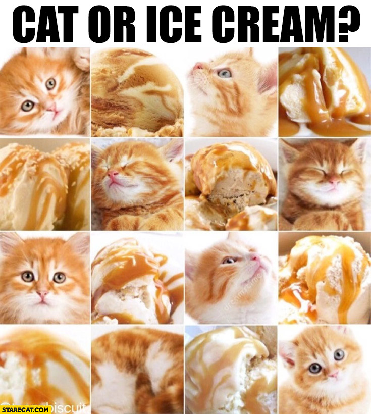 Cat or ice cream? photo guess answer