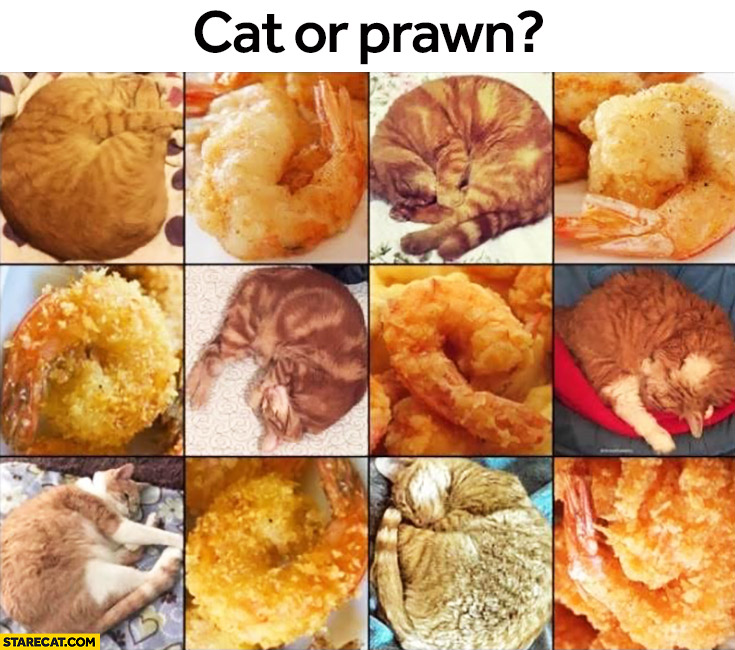 Cat or prawn? Guess silly riddle