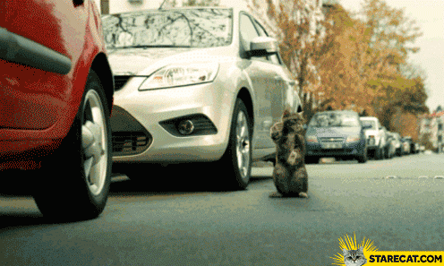 Cat parking car fail GIF animation