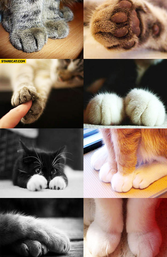 Cat paws