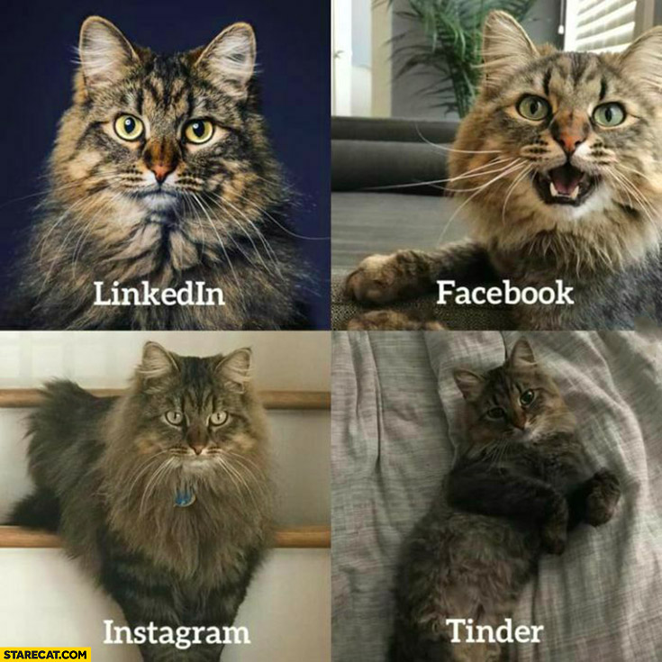 Cat pictures photos on social media: linkedin, facebook, instagram, tinder
