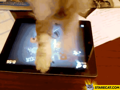 Cat playing Fruit Ninja GIF animation