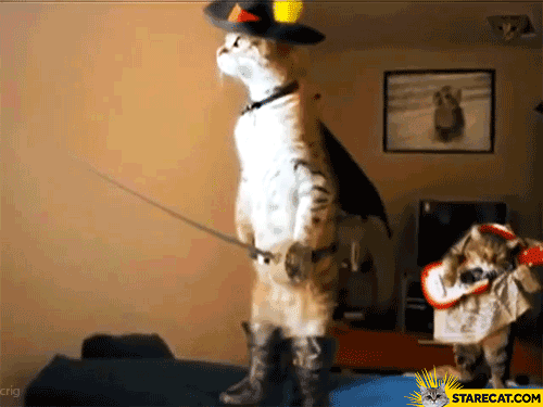 Cat playing guitar GIF animation