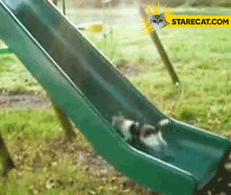 Cat running up a chute GIF animation