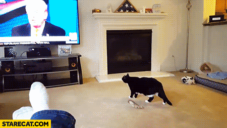 Cat scared by Donald Trump on TV runs away gif animation