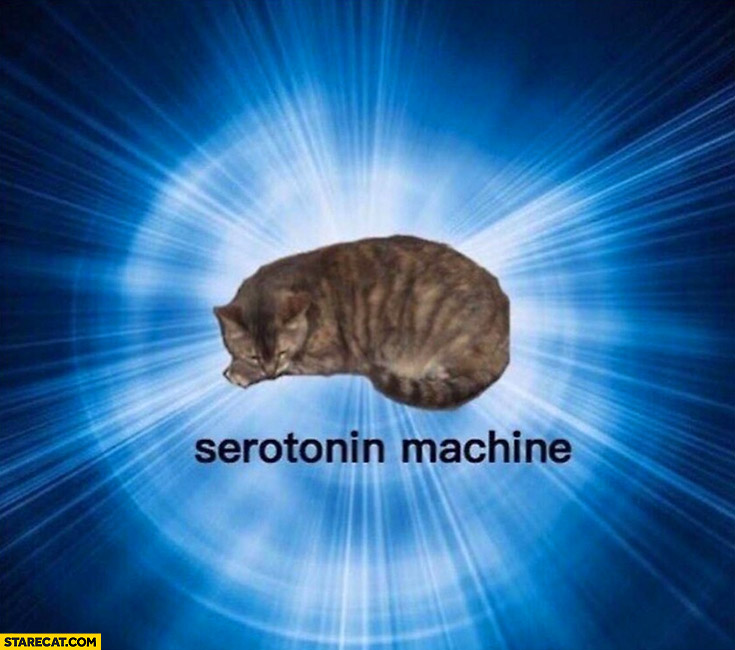 Cat serotonin machine