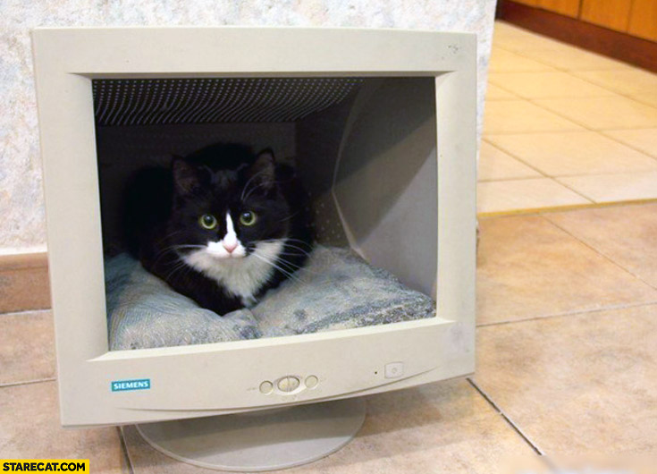 Cat sleeping inside a computer monitor screen