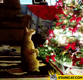 Cat staring at Christmas tree | StareCat.com