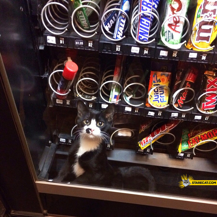Cat stuck in a vending machine
