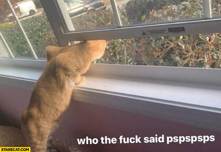 Cat through a window who said pspsps