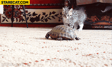 Cat vs turtle animation