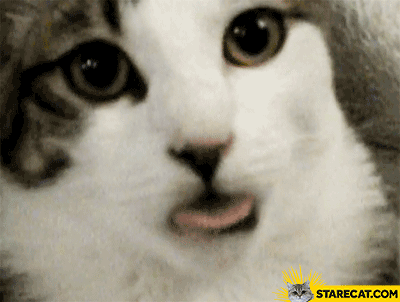 Cat wants you tongue GIF animation