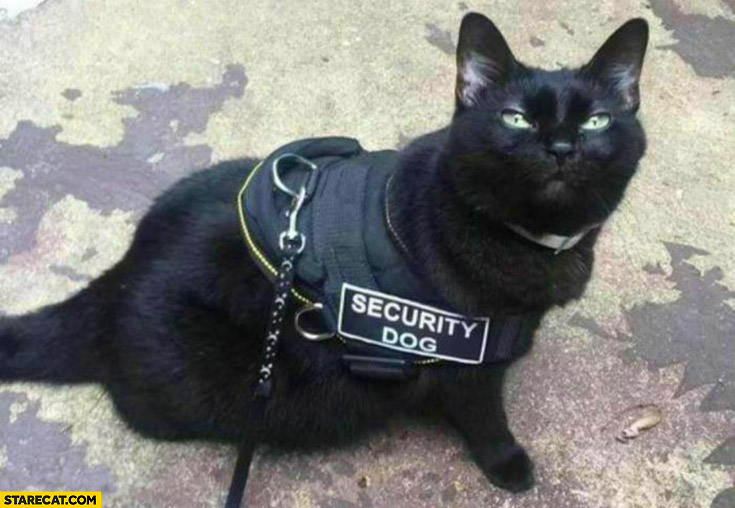 Cat wearing security dog uniform