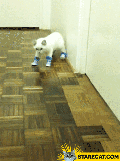 Cat wearing shoes fail GIF animation