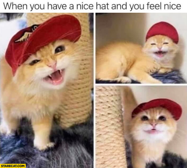 Cat when you have a nice hat and you feel nice