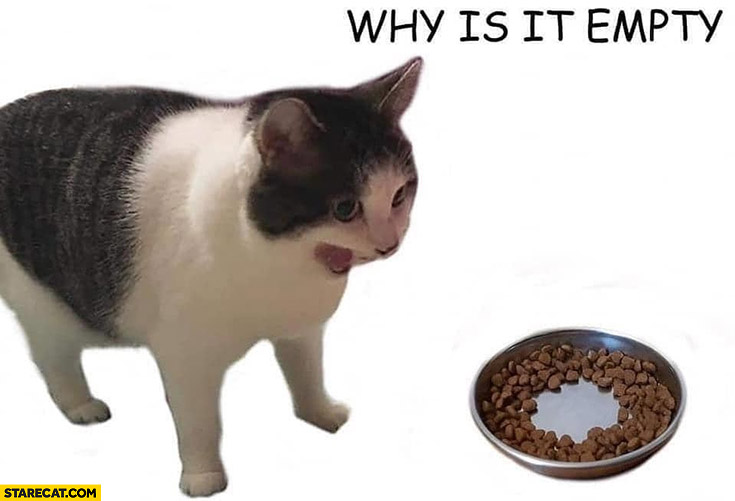 Cat: why is this empty? Food bowl with food in it