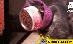 Cat with can on his face fail GIF animation