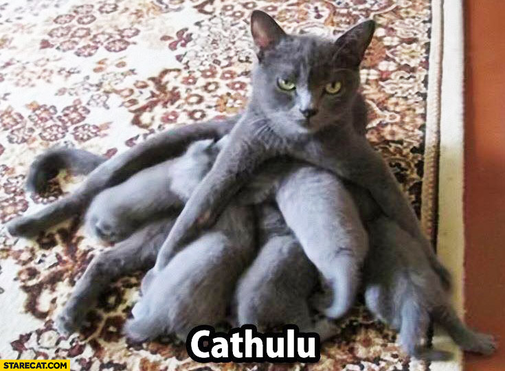 Cathulu cat feeding