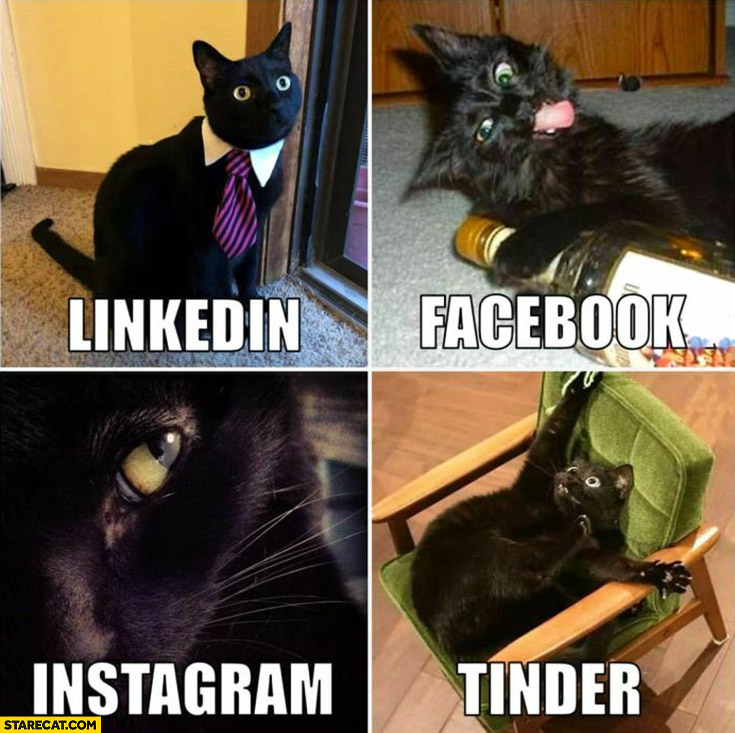 Cats dolly parton challenge linkedin facebook instagram tinder