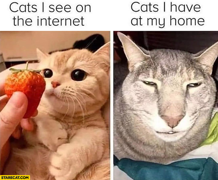 Cats I see on the internet vs cats I have at my home