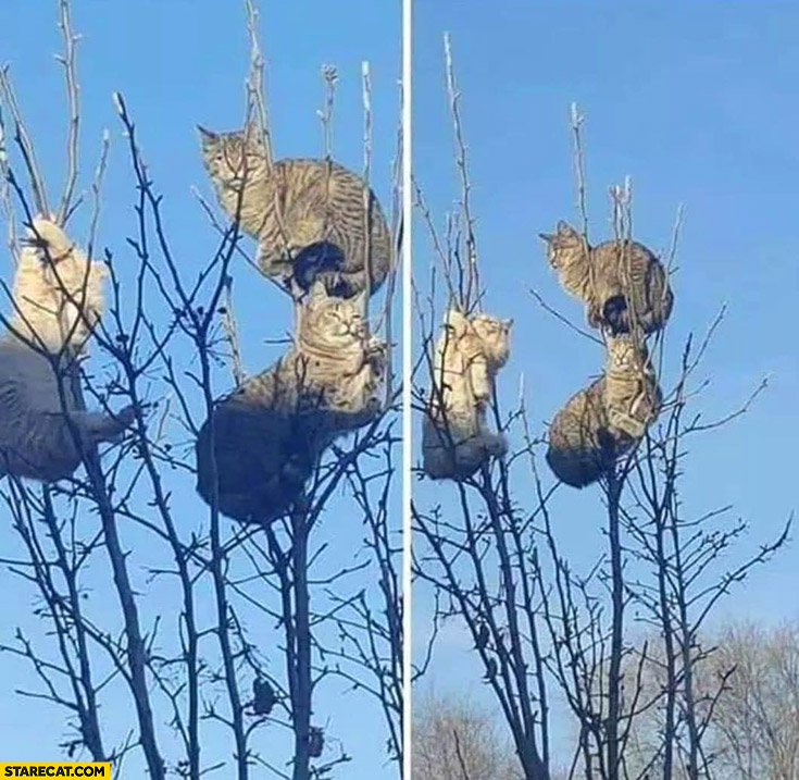 Cats kittens on tree branches