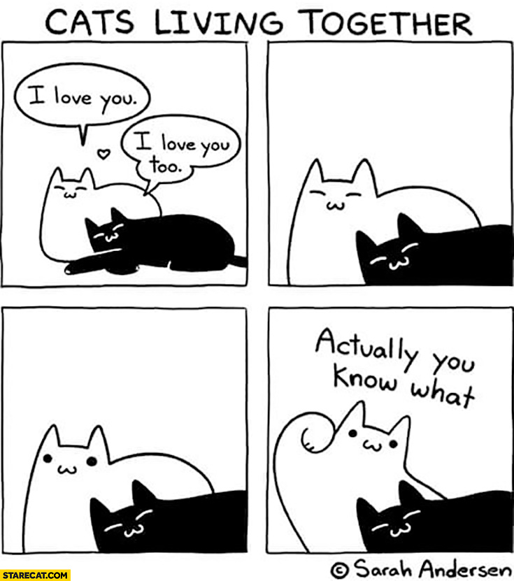 Cats living together: I love you, you to, actually you know what hits him comic