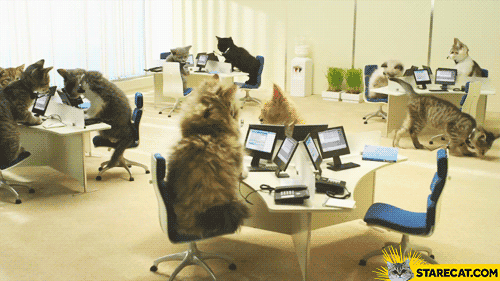 Cats office GIF animation