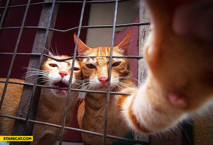 Cats selfie