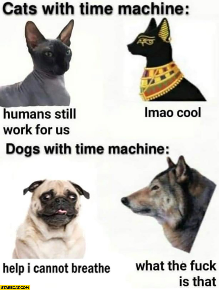 Cats with time machine humans still work for us, cool, dogs with time machine pug help I cannot breathe, what the hell is that