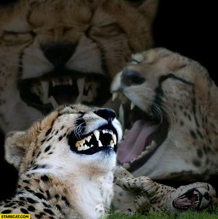 Cheetah leopard tiger laughing meme