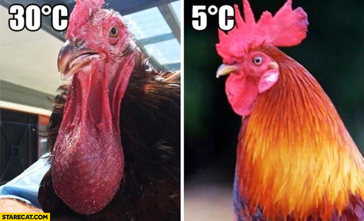 Chicken in 30 degrees compared to chicken in 5 degrees hen comparison