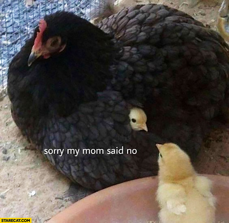Chicken in hen sorry my mom said no
