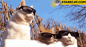 Cool cats in sunglasses animation