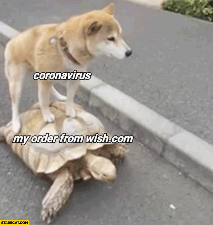 Coronavirus my order from wish.com dog standing riding on a tortoise