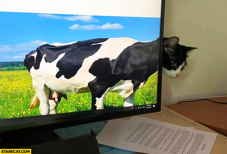 Cow with cats head creative picture computer screen wallpaper