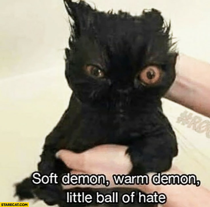 Cute black cat after bath soft demon warm demon little ball of hate