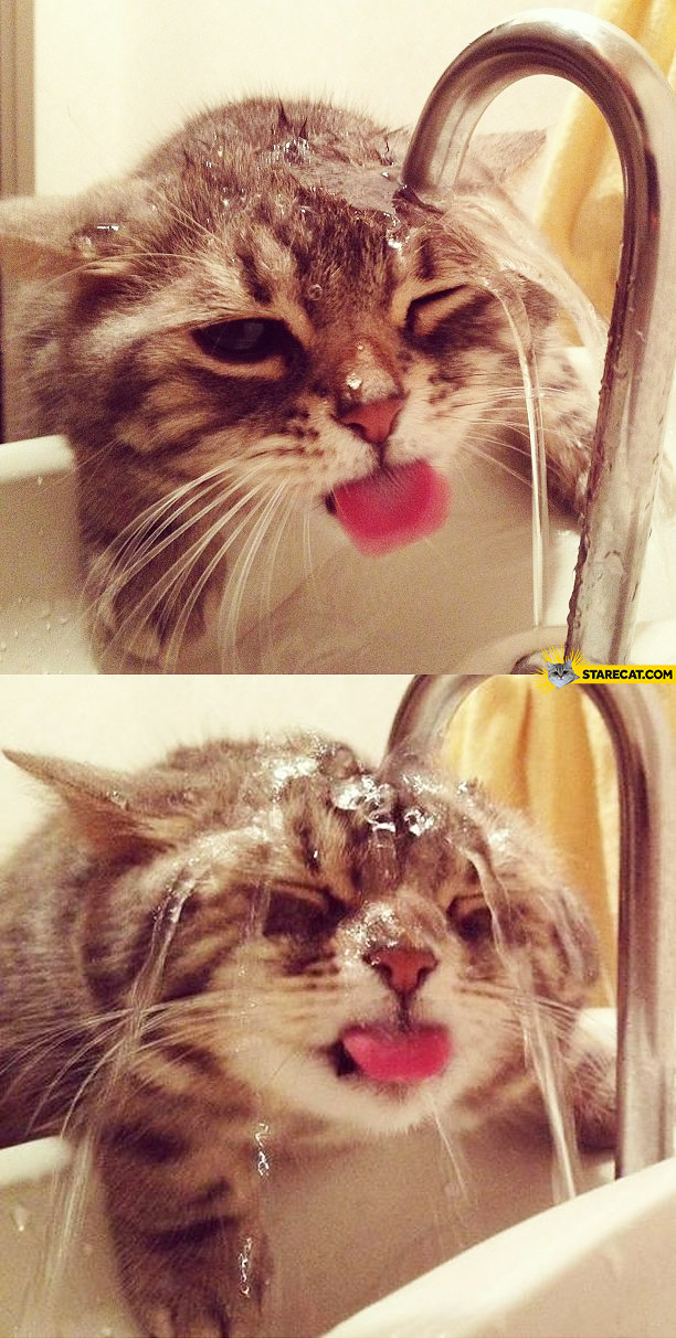Cute cat drinking water fail
