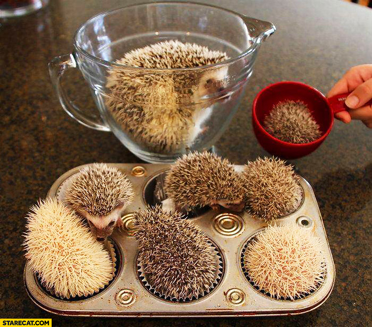 Cute hedgehog cupcakes