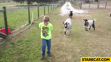 Cute jumping goat hits boy in his belly gif animation