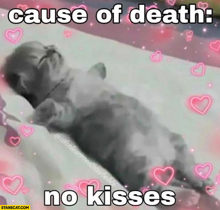 Cute kitty kitten cause of death no kisses